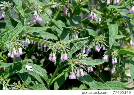 Comfrey 77405349