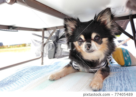 Chihuahua camp picnic hidden under the table Chihuahua camp picnic hidden under the table 77405489