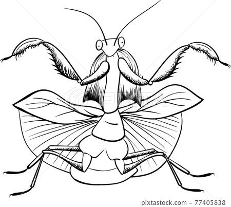 mantis vector  insect, black line isolated on white mantis vector  insect, black line isolated on white 77405838