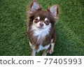 Chihuahua sitting down looking for a snack 77405993