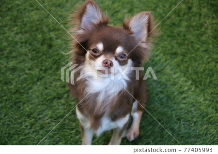 Chihuahua sitting down looking for a snack Chihuahua sitting down looking for a snack 77405993