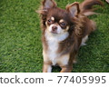 Chihuahua staring at something and lying down 77405995