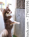 Chihuahua looking for something by touching 77405996