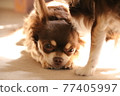 Chihuahua that feels good to your ears 77405997