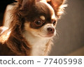 What should I do from now on? Chihuahua 77405998
