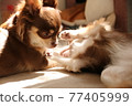 Please play Goron Chihuahua 77405999