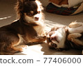 Please play Goron Chihuahua 77406000