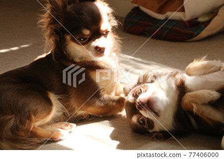 請玩 Goron Chihuahua 請玩 Goron Chihuahua 77406000