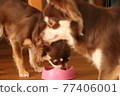 Chihuahua waiting for food, I also want 77406001
