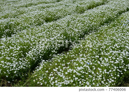 Nemophila 花和花田 Nemophila 花和花田 77406006