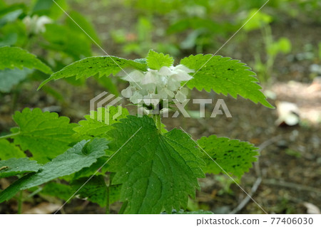 Odorikosou Odorikosou 77406030