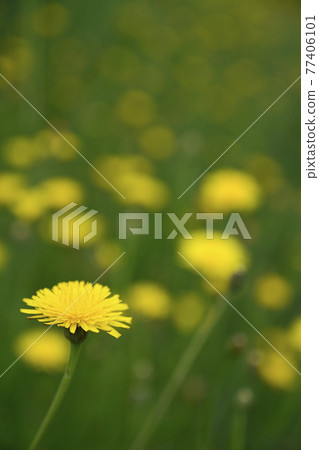 Flatweed (dandelion) Flatweed (dandelion) 77406101