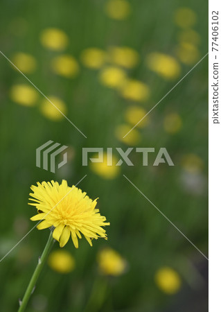 Flatweed (dandelion) Flatweed (dandelion) 77406102