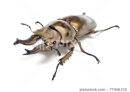 Rosenberg Ogon stag Allotopus rosenbergi Rosenberg Ogon stag Allotopus rosenbergi 77406158