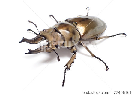 Rosenberg Ogon stag Allotopus rosenbergi 77406161