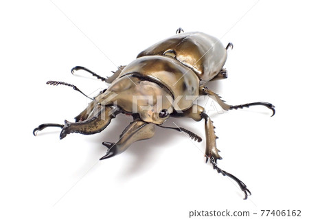 Rosenberg Ogon stag Allotopus rosenbergi Rosenberg Ogon stag Allotopus rosenbergi 77406162