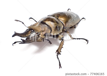 Rosenberg Ogon stag Allotopus rosenbergi Rosenberg Ogon stag Allotopus rosenbergi 77406165