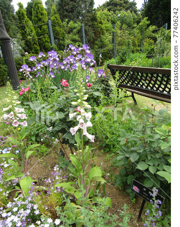 Large white flowers and bell grass with purple edging of German iris Large white flowers and bell grass with purple edging of German iris 77406242