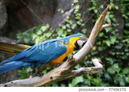 一隻鸚鵡拼命咬樹枝 77406370