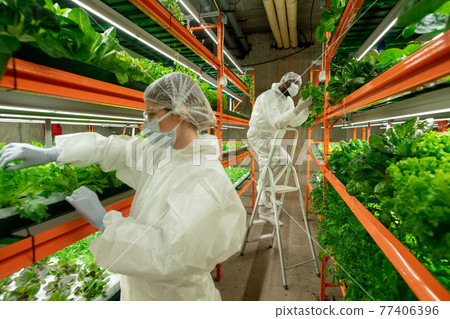 Workers of vertical farm examining leaves of lettuce 77406396