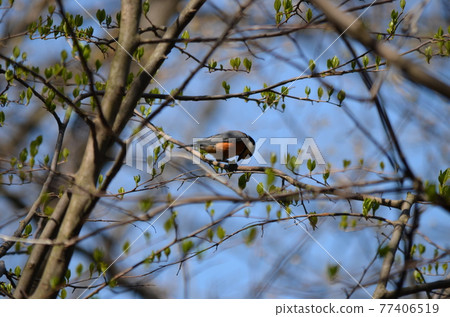 Varied Tit Sittiparus varius Varied Tit Sittiparus varius 77406519