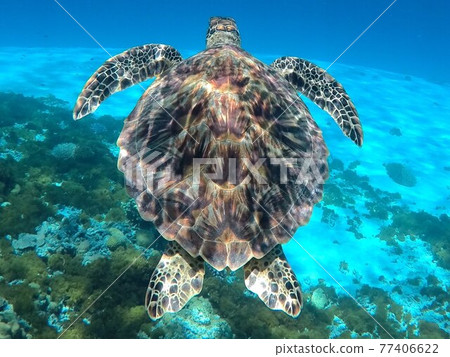 慶良間群島的美麗海龜殼,慶良間島的沖繩海龜 慶良間群島的美麗海龜殼,慶良間島的沖繩海龜 77406622