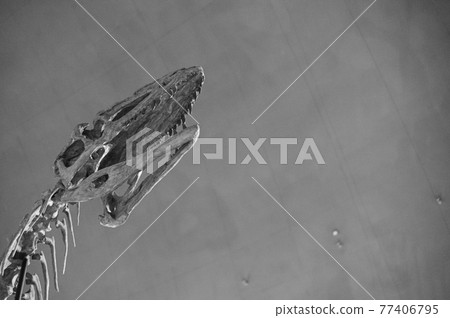 Dinosaur bones Dinosaur bones 77406795