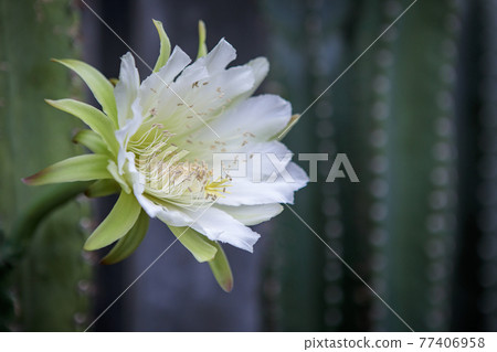 close up cereus cactus flower blooming in garden 77406958