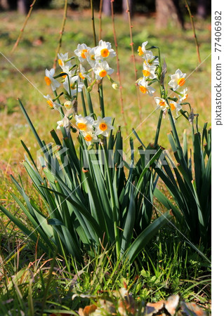 Daffodils in full bloom Daffodils in full bloom 77406982