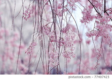 Cherry Blossoms	 77407423