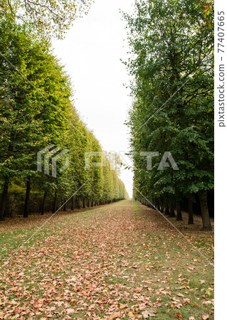 Gardens of the Palace of Versailles in Paris, France: Trees lined up and brown fallen leaves Gardens of the Palace of Versailles in Paris, France: Trees lined up and brown fallen leaves 77407665