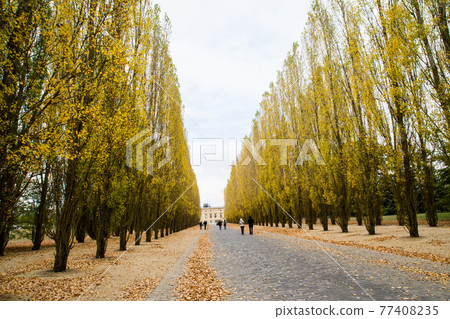 Gardens of the Palace of Versailles in Paris, France: Trees lined up and brown fallen leaves 77408235