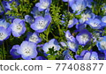 Nemophila 77408877