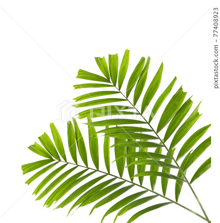 Green palm leaves isolated on white background Green palm leaves isolated on white background 77408923