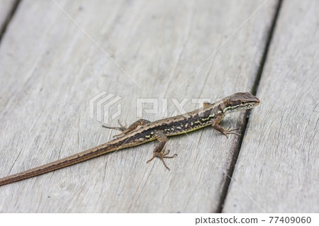 蜥蜴、日本假名蛇、假名蛇、爬行動物、木板路 77409060
