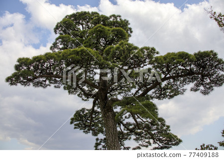 Pine trees and blue sky 77409188