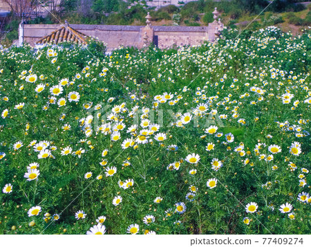 Carmona chamomile field 77409274