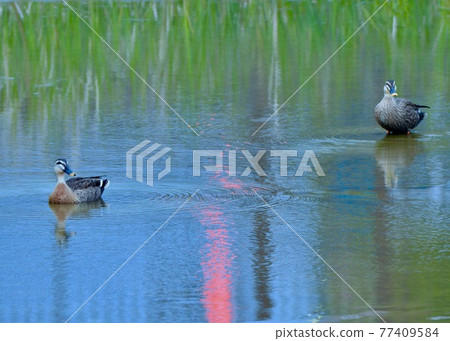 斑嘴鴨夫婦最喜歡的城市緩流盆 77409584