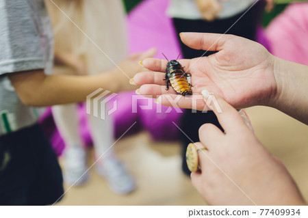 Beautiful huge Madagascar Hissing Cockroach crawls on human hand. 77409934