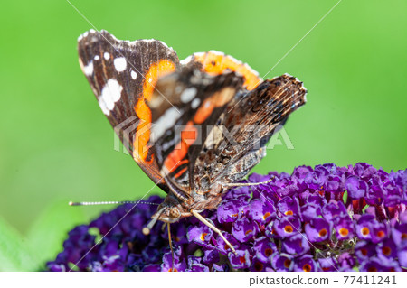 Red Admiral, Vanessa atalanta, butterflies on Buddleja flower or butterfly bush 77411241