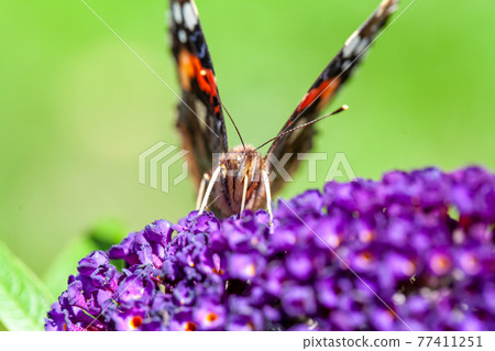 Red Admiral, Vanessa atalanta, butterflies on Buddleja flower or butterfly bush 77411251