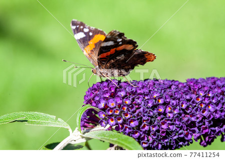 Red Admiral, Vanessa atalanta, butterflies on Buddleja flower or butterfly bush Red Admiral, Vanessa atalanta, butterflies on Buddleja flower or butterfly bush 77411254
