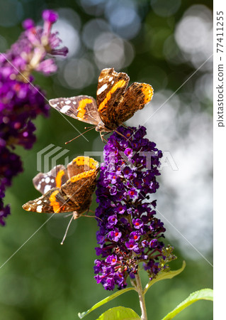 Two red Admiral, Vanessa atalanta, butterflies on Buddleja flower or butterfly bush Two red Admiral, Vanessa atalanta, butterflies on Buddleja flower or butterfly bush 77411255