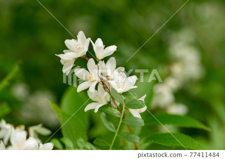 盛開的Utsugi花 盛開的Utsugi花 77411484