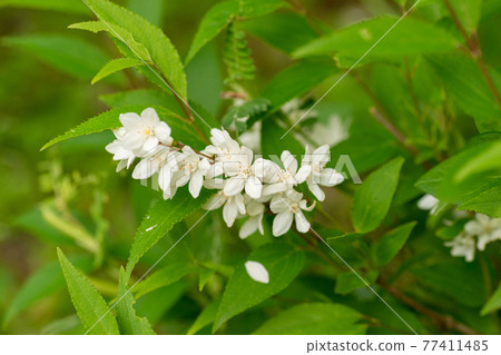 盛開的Utsugi花 77411485