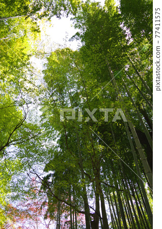 靜岡縣伊豆市修善寺天氣晴好竹林直徑小 靜岡縣伊豆市修善寺天氣晴好竹林直徑小 77411575