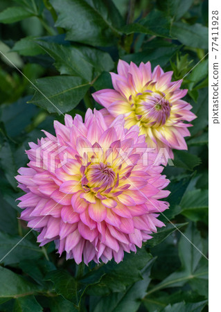 Pink dahlia in full bloom Pink dahlia in full bloom 77411928