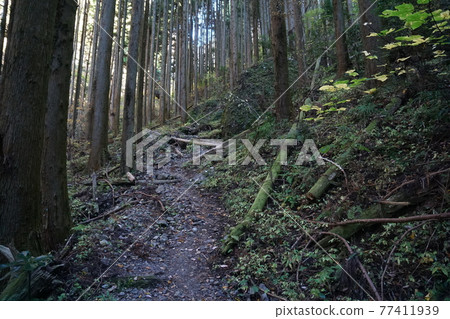 南台山登山步道 南台山登山步道 77411939