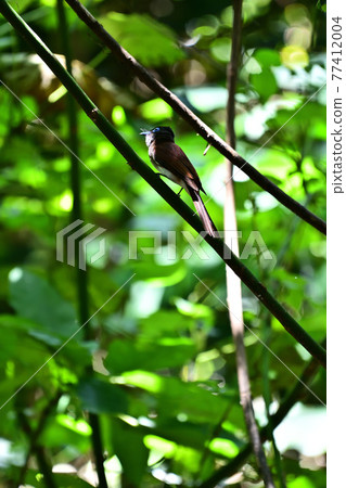 日本天堂捕蠅器 日本天堂捕蠅器 77412004