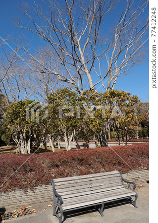 Unmanned bench in the sunlight in a winter park 77412248